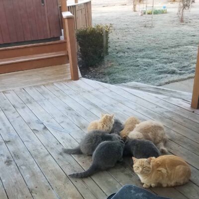 My Barn Cats Love Bone Broth