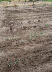 Spring 2018 Gardening on the Farm