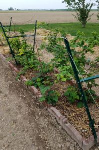 Spring 2018 gardening on the farm