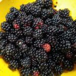 GARDEN HARVEST 2018 fresh blackberries black raspberries