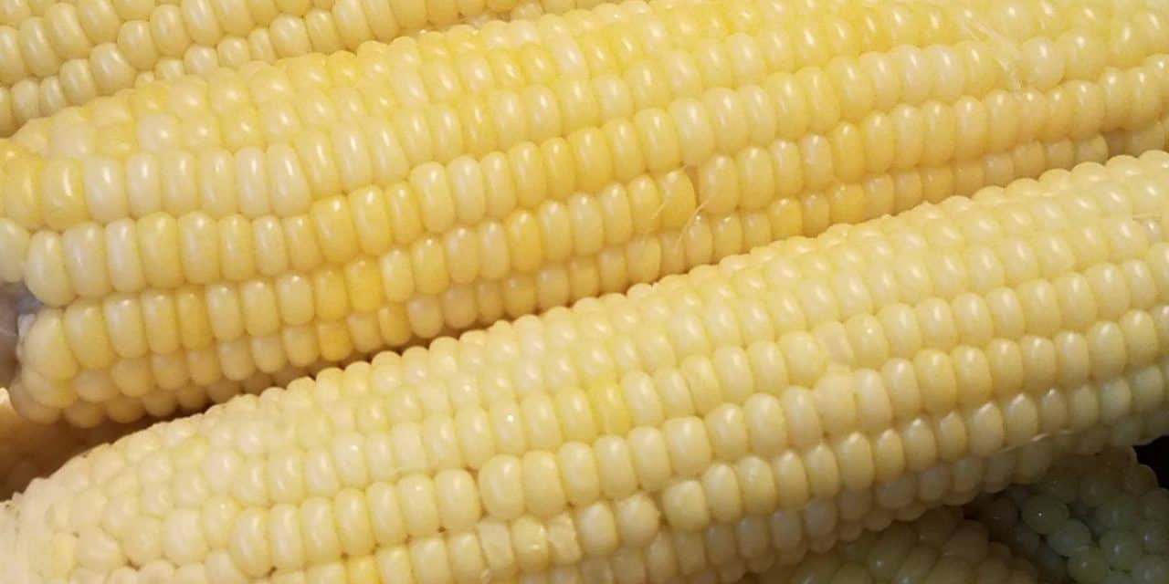 Sweet corn sunday corn in a pot