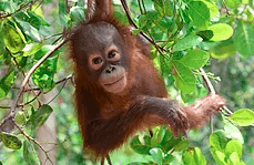 Review-The orangutan rescue gang - baby Orangutan in a tree
