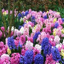 hyacinths in bloom for Friday Finds 6 May 2022
