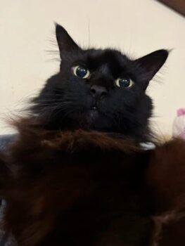 Alexa Sullivan photo