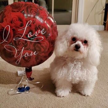 Chained Reaction by Shiloh Love | Book Review ~ Excerpt ~Meet the Author ~ Win a Kindle (1) | #ContemporaryRomance #Suspense @GoddessFish @AuthorSusanZoe 4 Shiloh Love Author Logo