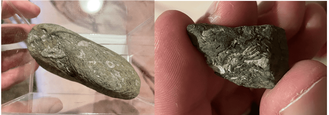 Image of fossils