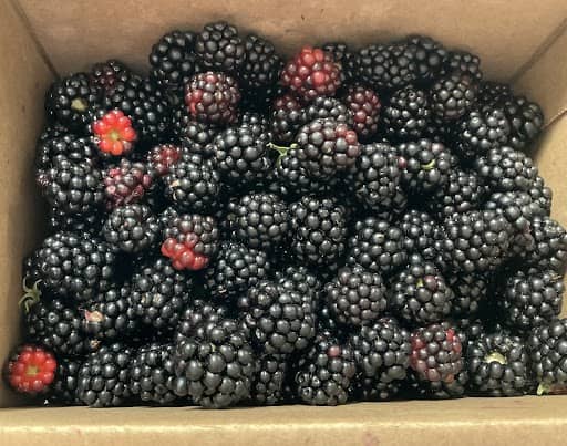 First Blackberries 2024