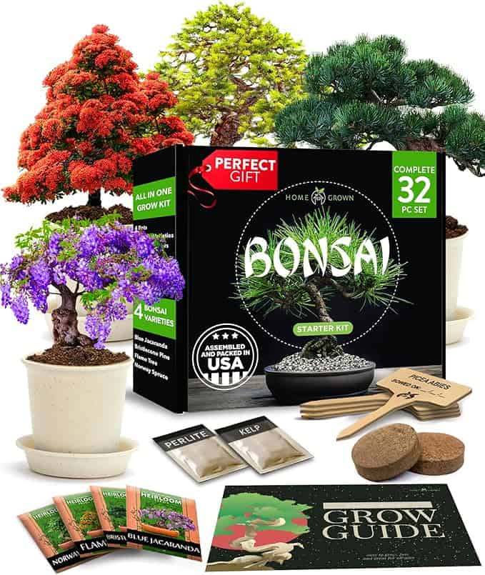 Bonsai Tree Kit