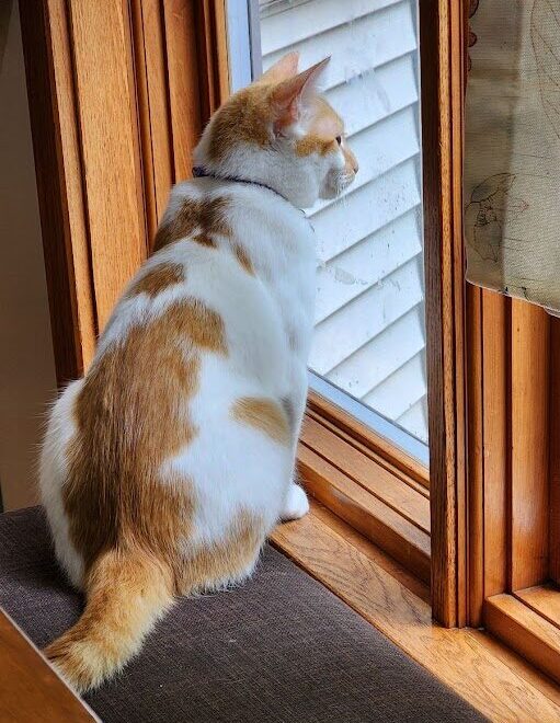 Bow looking innocently out the window