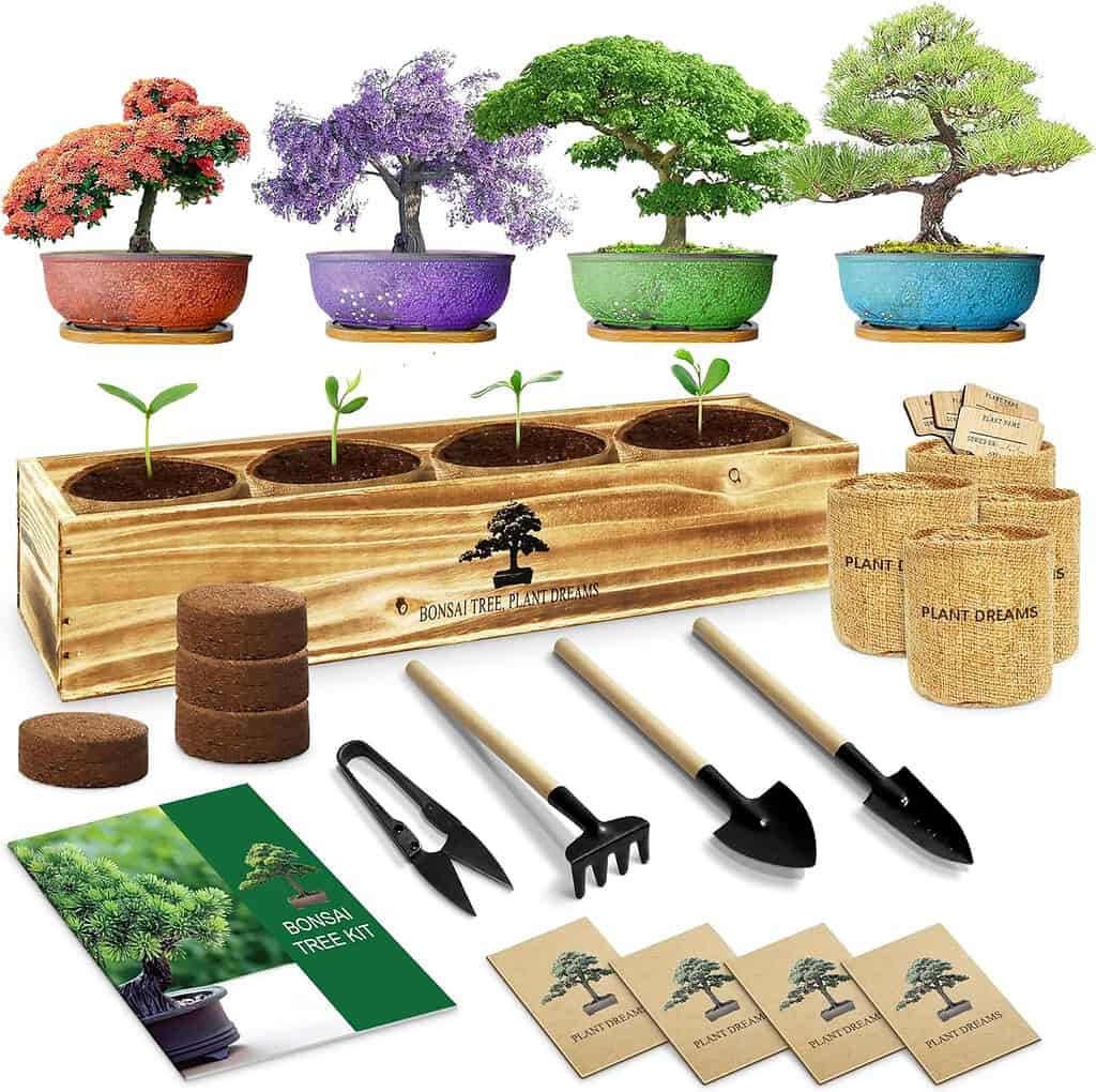 Wooden bonsai tree starter kit with four small planting sections, miniature tools, seed packets, and soil discs displayed in front of colorful bonsai examples in red, purple, green, and blue pots. Text on box reads 
