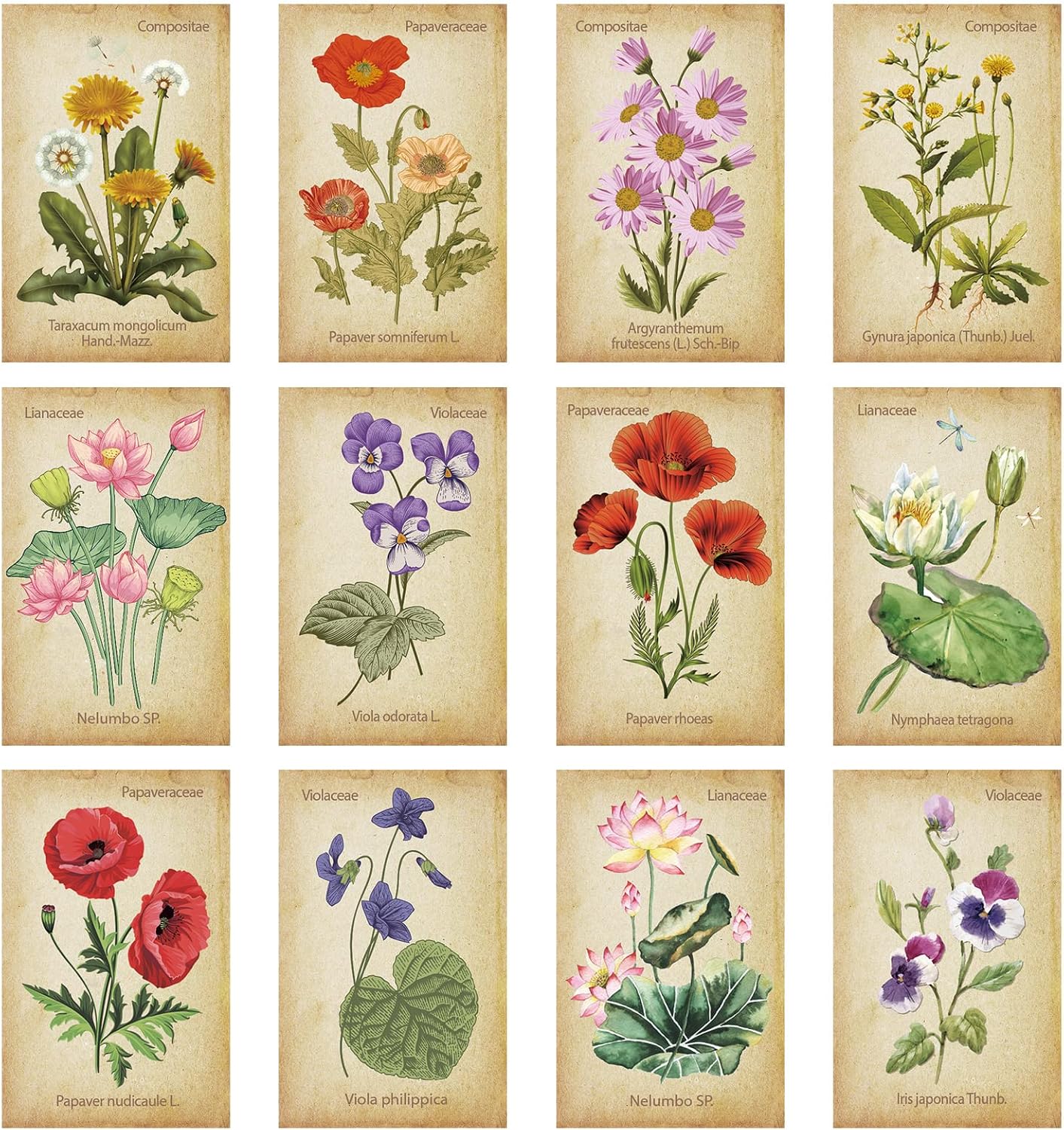 Vintage botanical magnetic bookmark set featuring flower illustrations on aged parchment backgrounds.